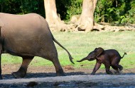 Kleine olifant achter moeder